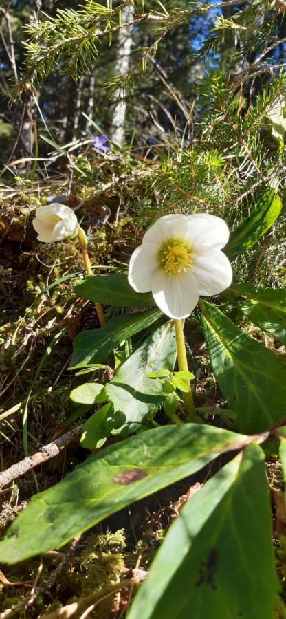 Fewo Niederndorferberg エクステリア 写真